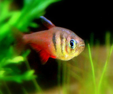 Тетра фон рио рыбка аквариумная фото